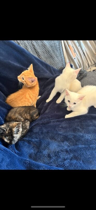 British Shorthair kittens for sale in Tiverton, Devon – 11 weeks old