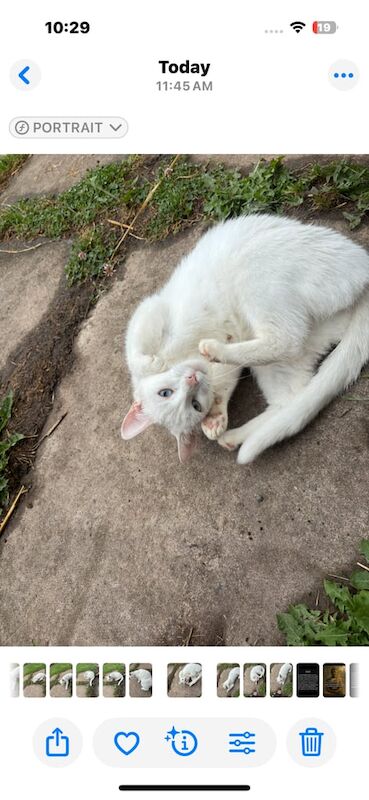British Shorthair kittens for sale in Tiverton, Devon – 11 weeks old - Image 2 of 3