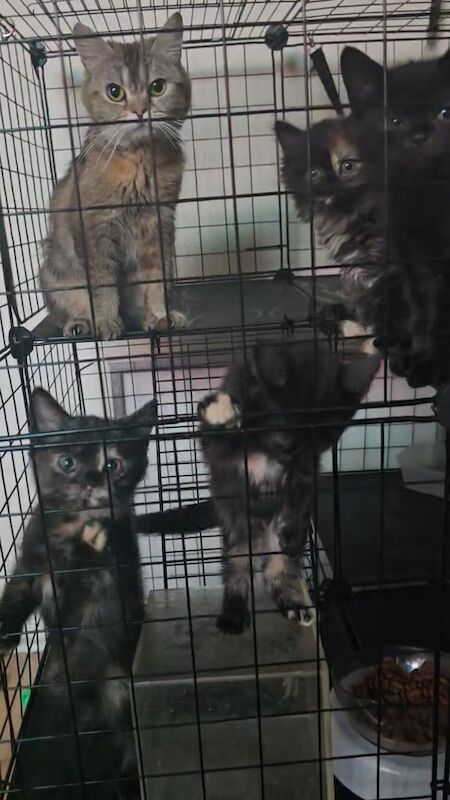 British Shorthair kittens for sale in Tilbury, Essex – 8 weeks old