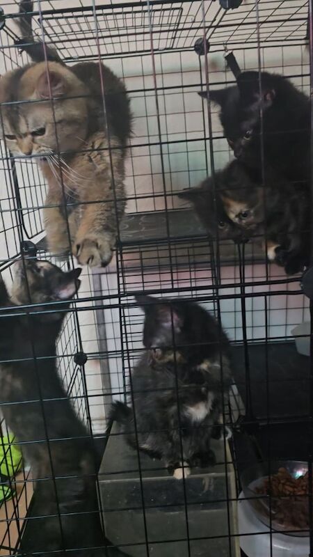 British Shorthair kittens for sale in Tilbury, Essex – 8 weeks old - Image 3 of 3