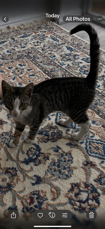 British Shorthair kittens for sale in Wembley, Greater London – 4 months old