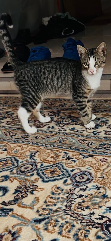 British Shorthair kittens for sale in Wembley, Greater London – 5 months old - Image 2 of 3