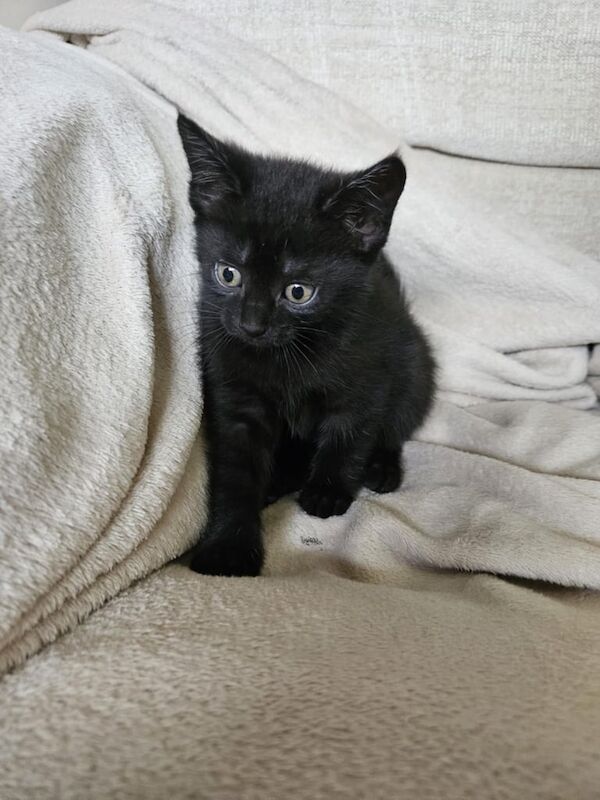 British Shorthair kittens for sale in Kettering, Northamptonshire – 7 weeks old - Image 2 of 3