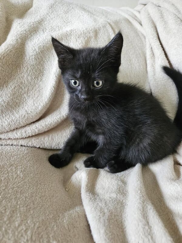 British Shorthair kittens for sale in Kettering, Northamptonshire – 7 weeks old - Image 3 of 3