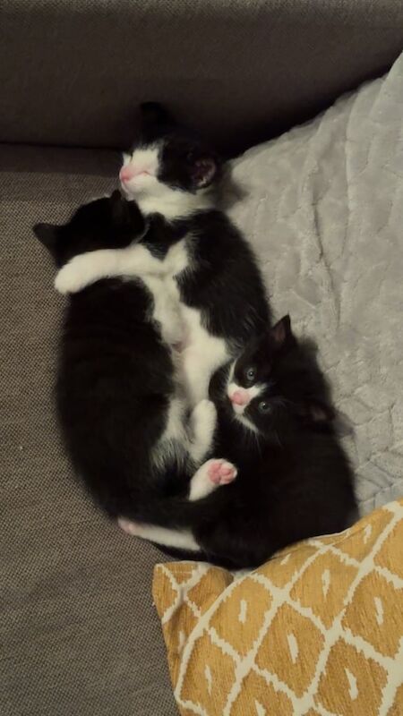 British Shorthair kittens for sale in Wishaw, Lanarkshire – 7 weeks old