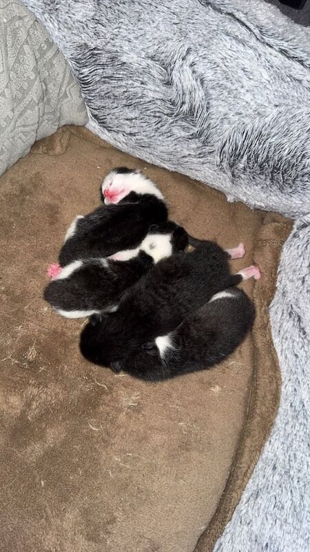 British Shorthair kittens for sale in Wishaw, Lanarkshire – 7 weeks old - Image 3 of 3