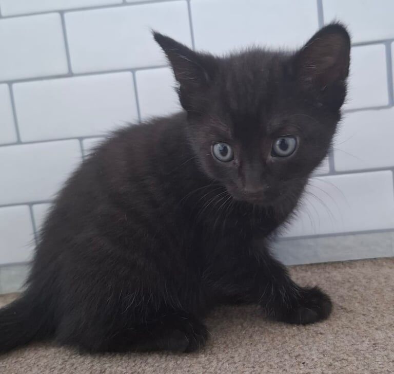British Shorthair kittens for sale in Newton Abbot, Devon – 8 weeks old