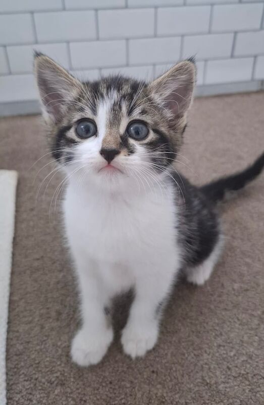 British Shorthair kittens for sale in Newton Abbot, Devon – 8 weeks old - Image 2 of 3