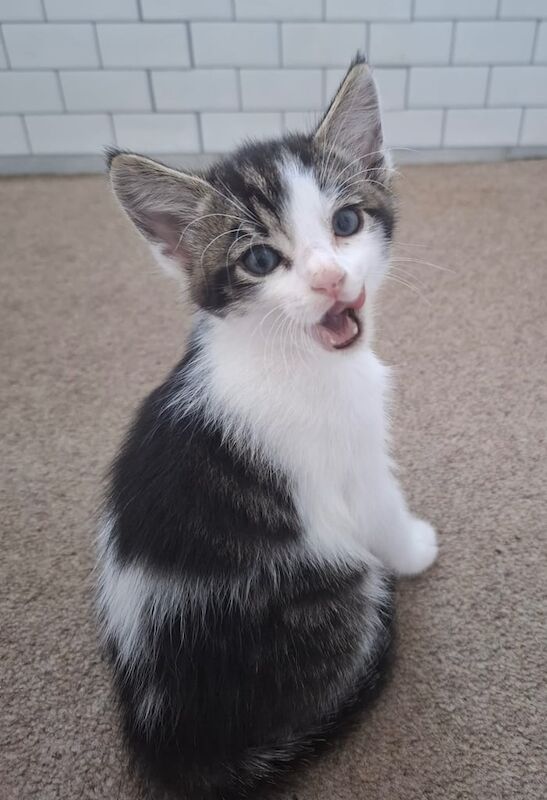 British Shorthair kittens for sale in Newton Abbot, Devon – 8 weeks old - Image 3 of 3