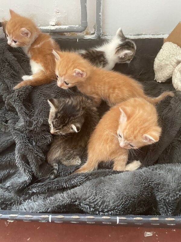 British Shorthair kittens for sale in Pen-lan, West Glamorgan – 3 weeks old