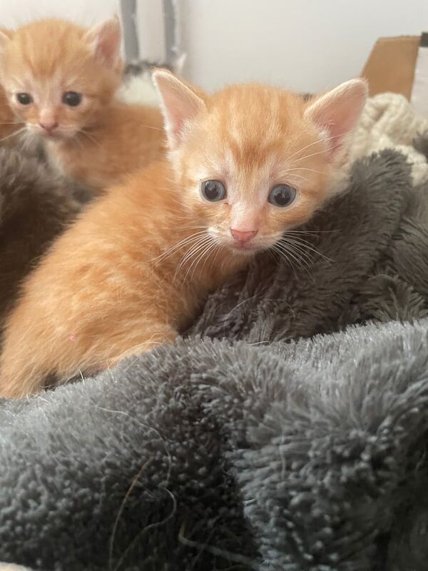 British Shorthair kittens for sale in Pen-lan, West Glamorgan – 3 weeks old - Image 2 of 3