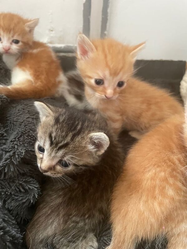 British Shorthair kittens for sale in Pen-lan, West Glamorgan – 3 weeks old - Image 3 of 3