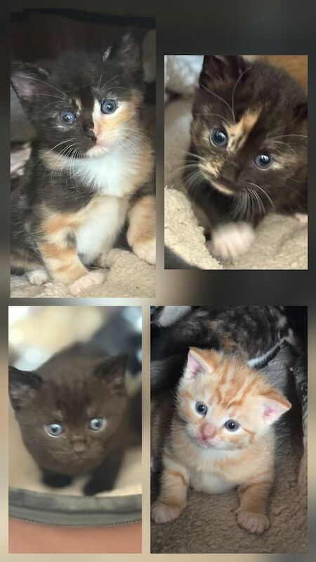 British Shorthair kittens for sale in Cowdenbeath, Fife – 4 weeks old