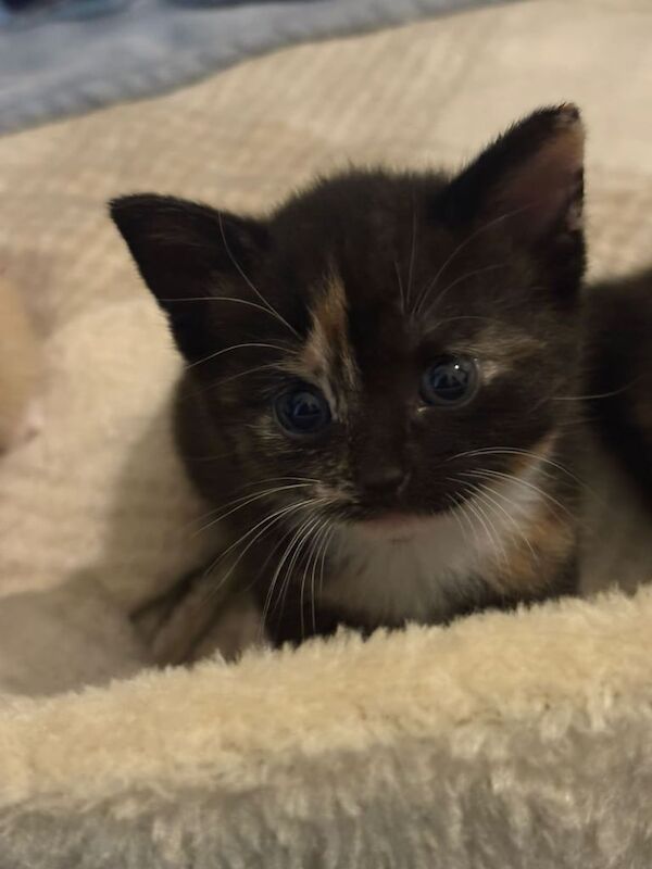 British Shorthair kittens for sale in Cowdenbeath, Fife – 4 weeks old - Image 2 of 3