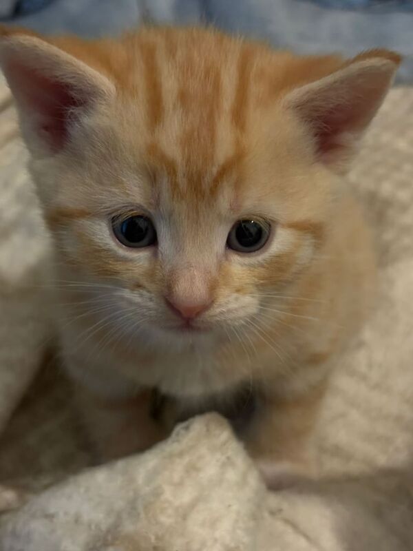 British Shorthair kittens for sale in Cowdenbeath, Fife – 4 weeks old - Image 3 of 3