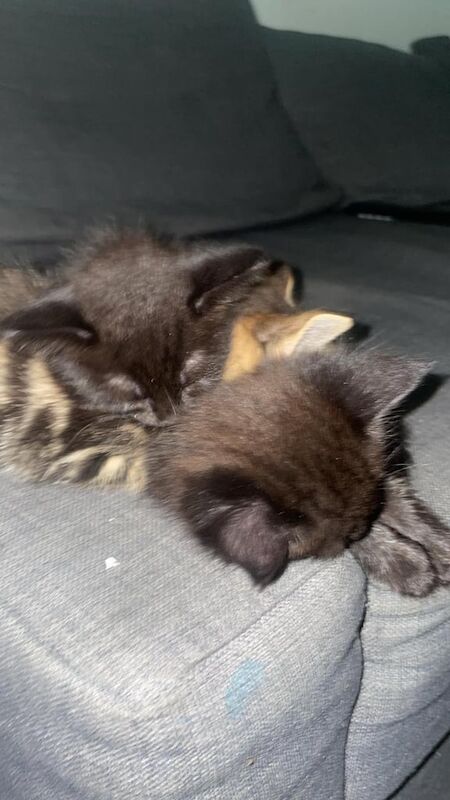 British Shorthair kittens for sale in Port Talbot, West Glamorgan – 7 weeks old