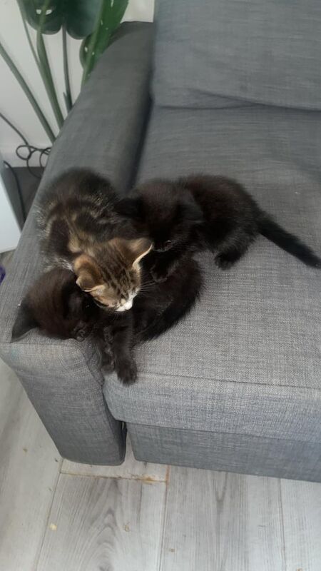 British Shorthair kittens for sale in Port Talbot, West Glamorgan – 7 weeks old - Image 2 of 3