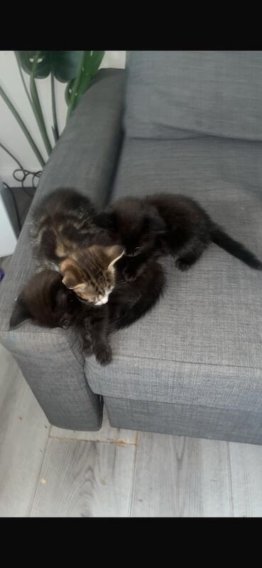 British Shorthair kittens for sale in Port Talbot, West Glamorgan – 7 weeks old - Image 3 of 3