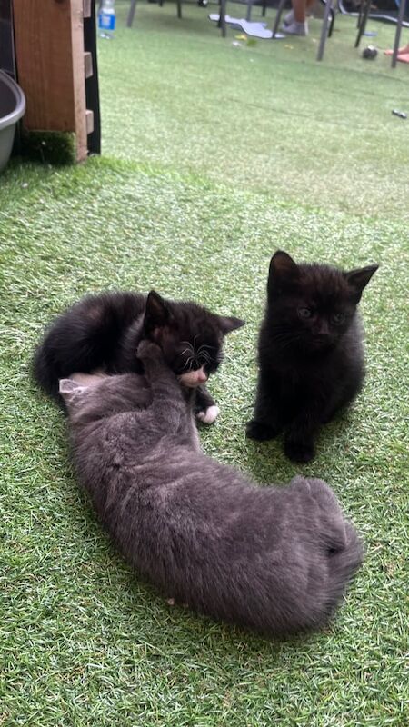 British Shorthair kittens for sale in Newham, Cornwall – 5 weeks old