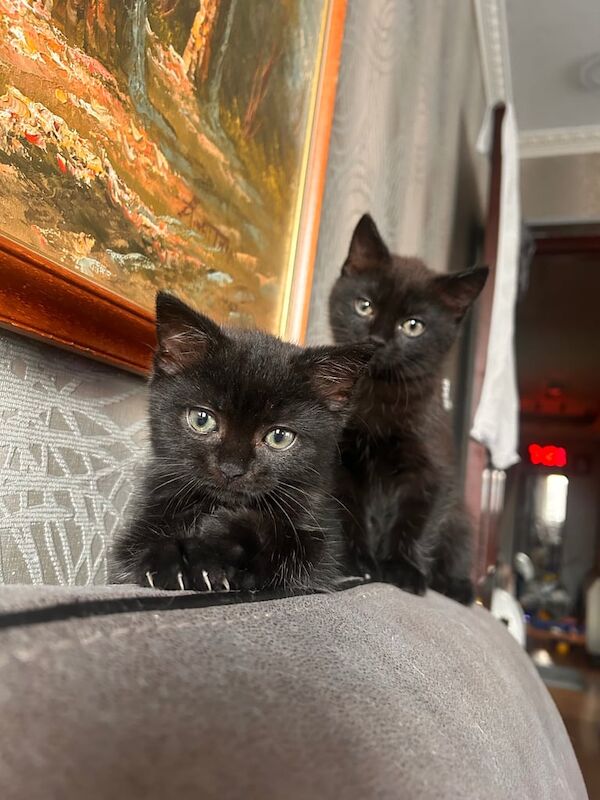 British Shorthair kittens for sale in Barking, Greater London – 9 weeks old