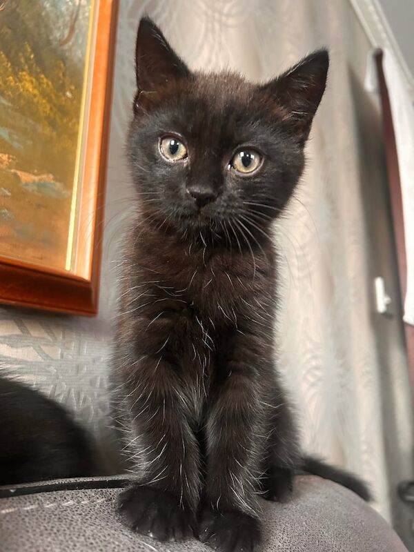kittens for sale - Image 2 of 3