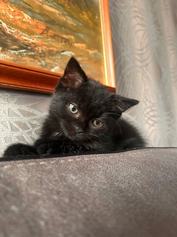 kittens for sale - Image 3 of 3
