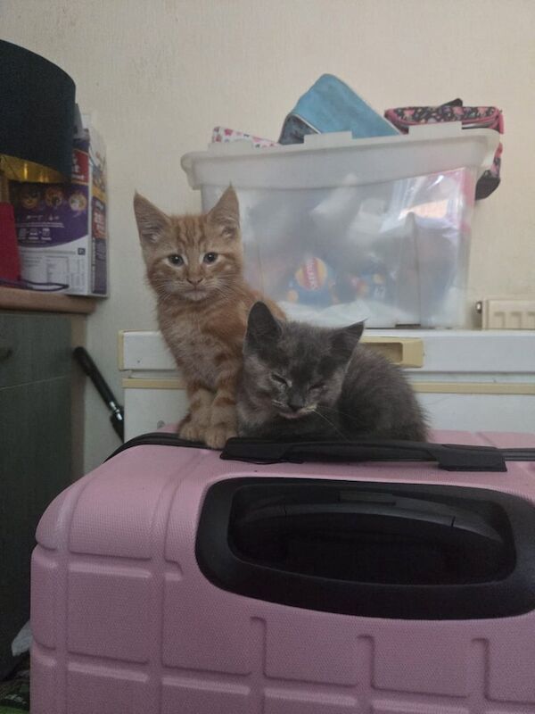 British Shorthair kittens for sale in Manchester, Greater Manchester – 11 weeks old