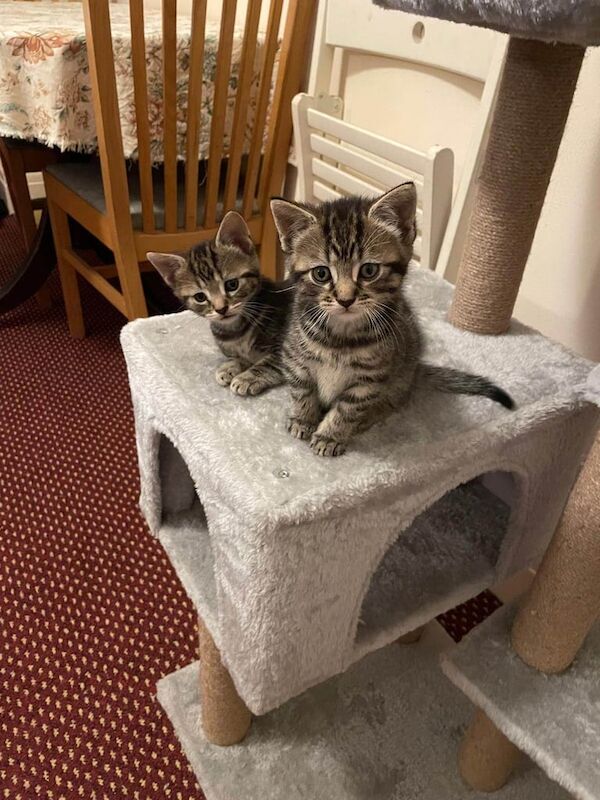 British Shorthair kittens for sale in Redbridge, Greater London – 11 weeks old - Image 1 of 1