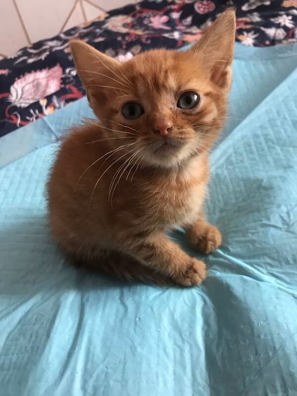 Kittens for sale £20 each for sale in Coventry, West Midlands