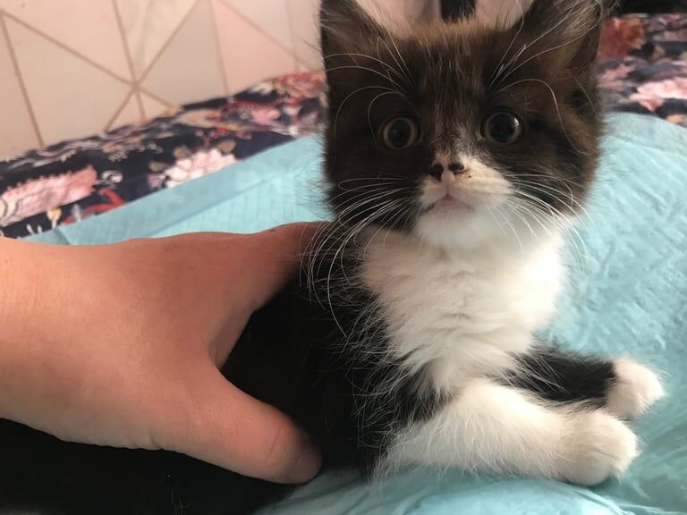 Kittens for sale £20 each for sale in Coventry, West Midlands | Image 2