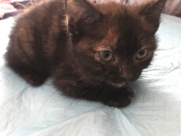 Kittens for sale £20 each for sale in Coventry, West Midlands | Image 3