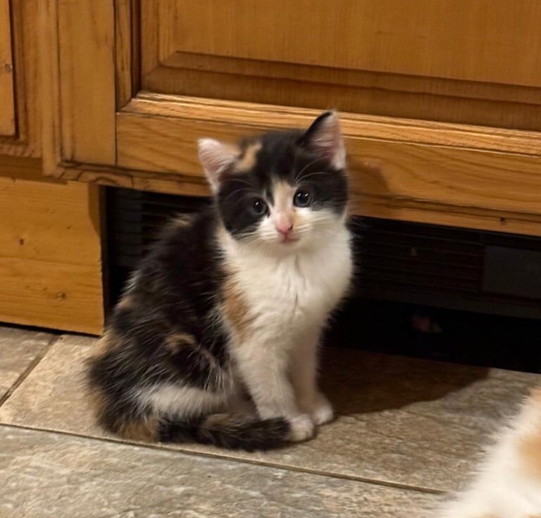 British Shorthair kittens for sale in Lesmahagow, Lanarkshire – 7 weeks old