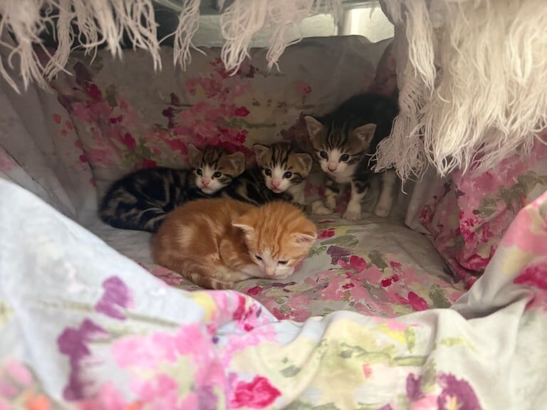 British Shorthair kittens for sale in Boston, Lincolnshire – 4 weeks old
