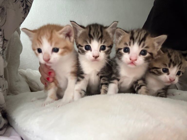British Shorthair kittens for sale in Boston, Lincolnshire – 4 weeks old - Image 2 of 3