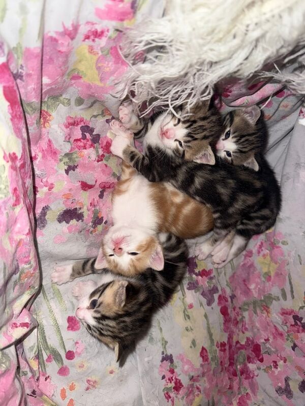 British Shorthair kittens for sale in Boston, Lincolnshire – 4 weeks old - Image 3 of 3