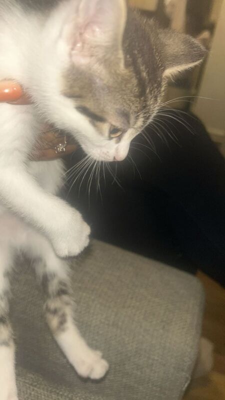 British Shorthair kittens for sale in Putney, Greater London β 7 weeks old