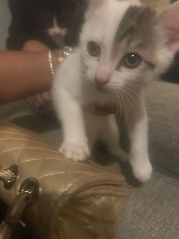 British Shorthair kittens for sale in Putney, Greater London – 7 weeks old - Image 2 of 3