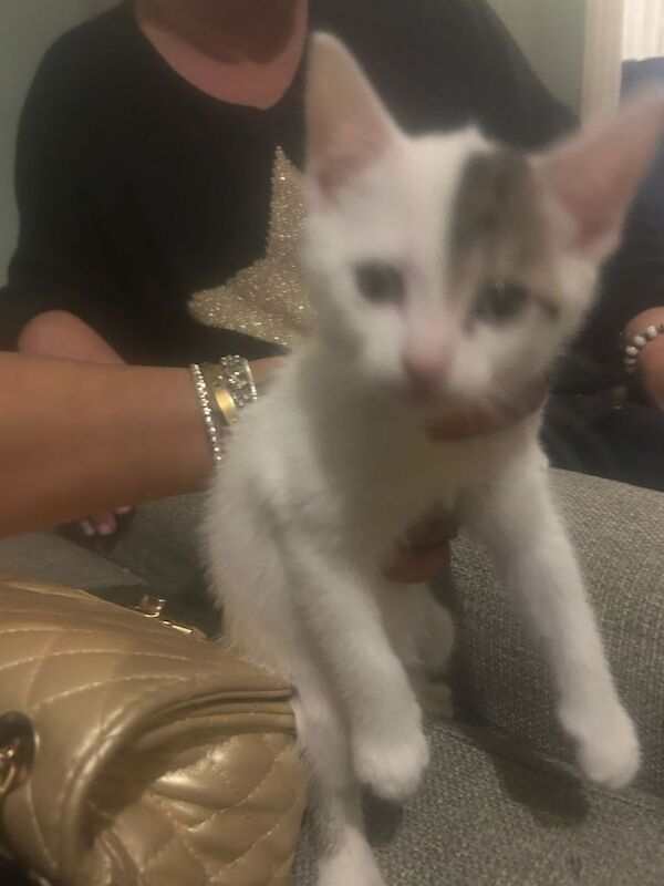 British Shorthair kittens for sale in Putney, Greater London – 7 weeks old - Image 3 of 3