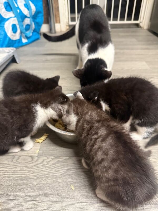 British Shorthair kittens for sale in Welwyn Garden City, Hertfordshire – 8 weeks old