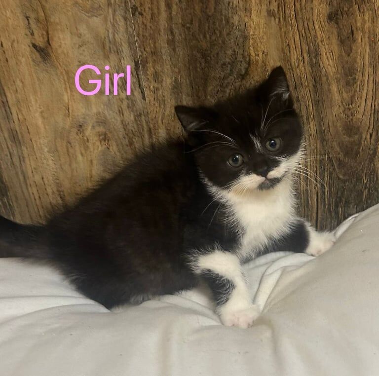 British Shorthair kittens for sale in Welwyn Garden City, Hertfordshire – 8 weeks old - Image 3 of 3