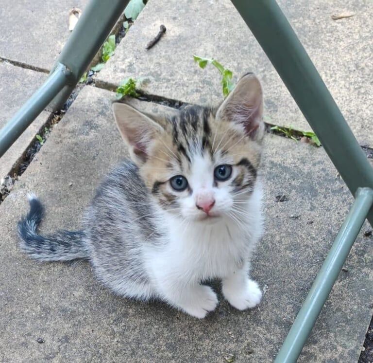 British Shorthair kittens for sale in Reading, Berkshire – 9 weeks old