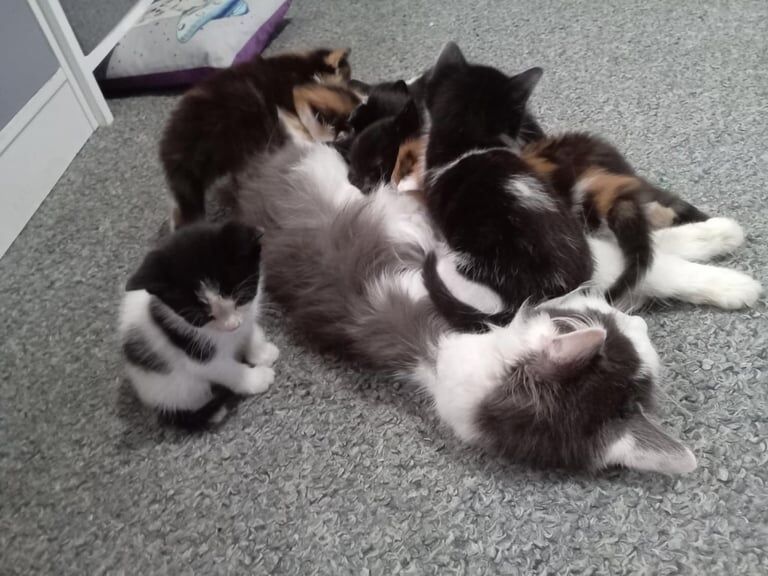 British Shorthair kittens for sale in Cardiff / Caerdydd, South Glamorgan – 9 weeks old