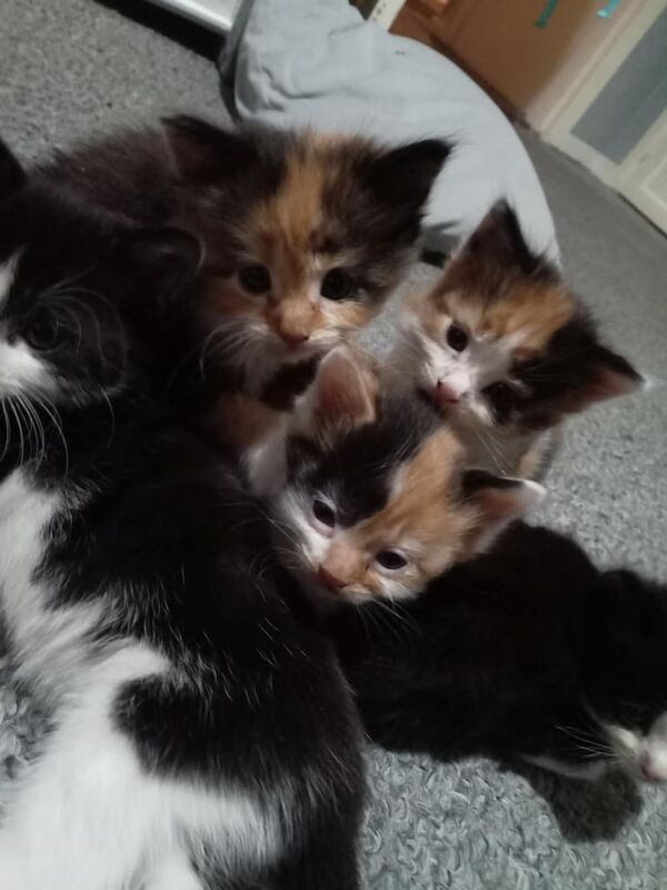 British Shorthair kittens for sale in Cardiff / Caerdydd, South Glamorgan – 9 weeks old - Image 2 of 3