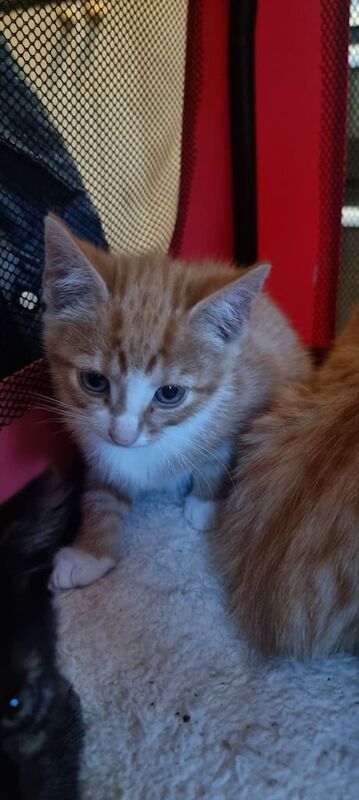 British Shorthair kittens for sale in Redcar, North Yorkshire – 8 weeks old