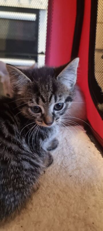 British Shorthair kittens for sale in Redcar, North Yorkshire – 3 months old - Image 2 of 5