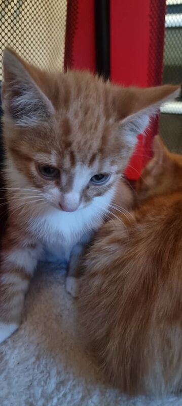 British Shorthair kittens for sale in Redcar, North Yorkshire – 3 months old - Image 3 of 5