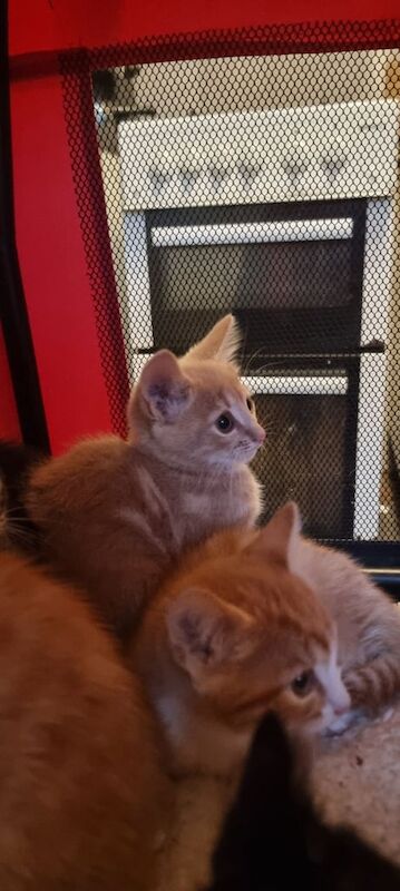 British Shorthair kittens for sale in Redcar, North Yorkshire – 3 months old - Image 4 of 5