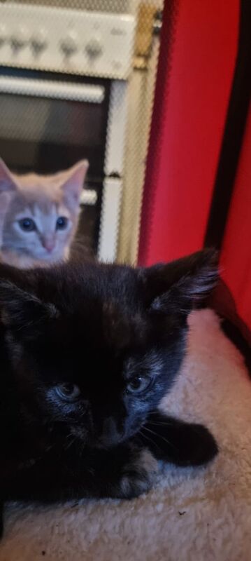 British Shorthair kittens for sale in Redcar, North Yorkshire – 3 months old - Image 5 of 5