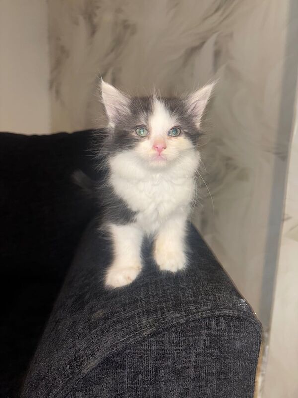 British Shorthair kittens for sale in New Basford, Nottinghamshire – 9 weeks old