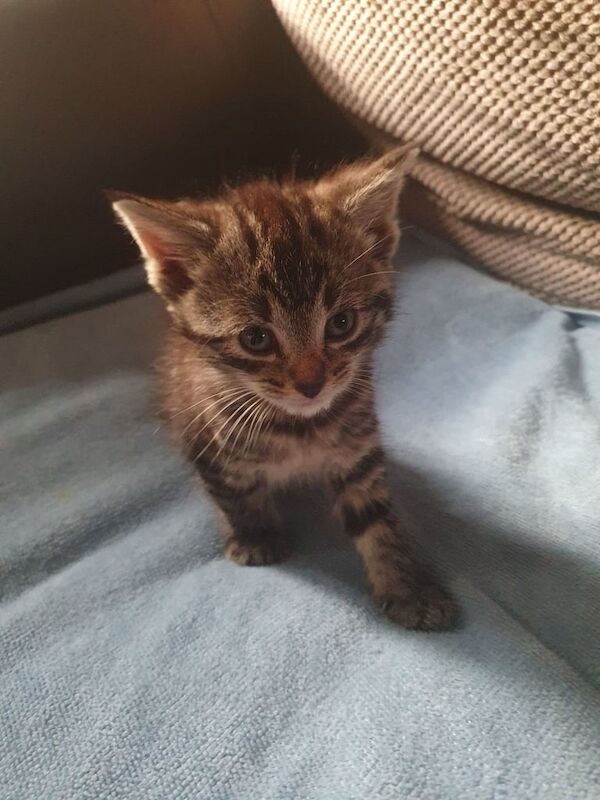 British Shorthair kittens for sale in Birstall, West Yorkshire – 9 weeks old